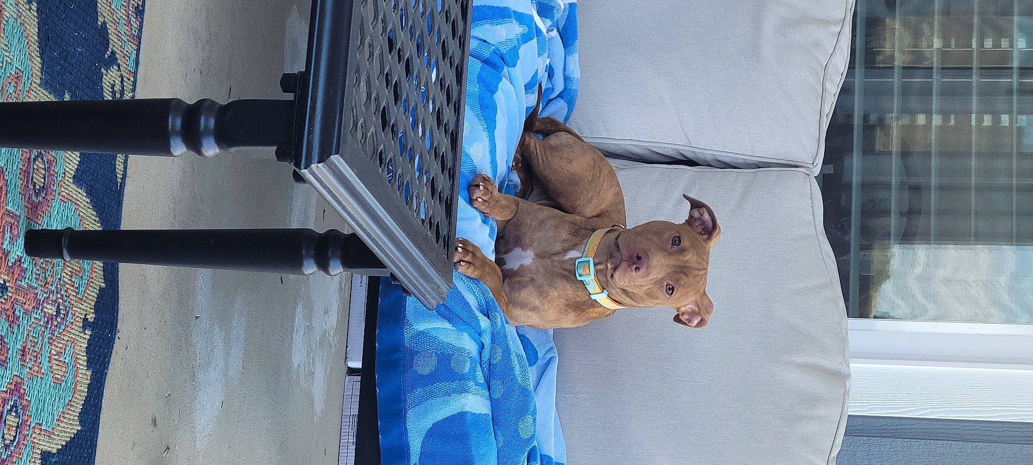 Maggie joined the competition — help win amazing prizes! canidae, carnivore, collar, comfort, companion_dog, dog, dog_breed, elbow, electric_blue, fawn, gas, linens, machine, sporting_group, vertebrate, wood, working_animal