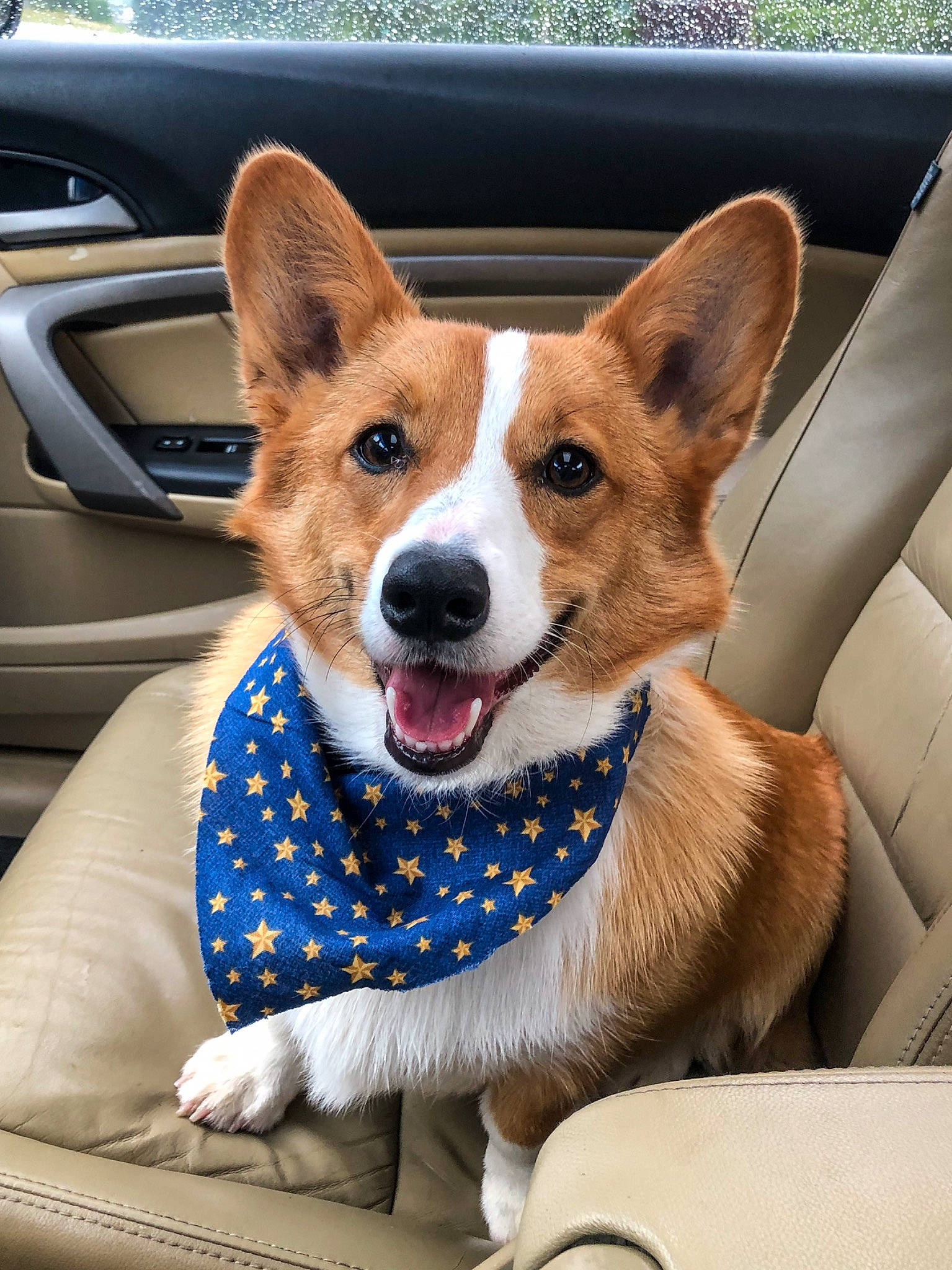 Jade is registered to the contest to win money with this photo: auto_part, canidae, car, car_seat, cardigan_welsh_corgi, carnivore, companion_dog, corgi_chihuahua, dog, dog_breed, fawn, herding_dog, mammal, pembroke_welsh_corgi, snout, vehicle, vertebrate, welsh_corgi