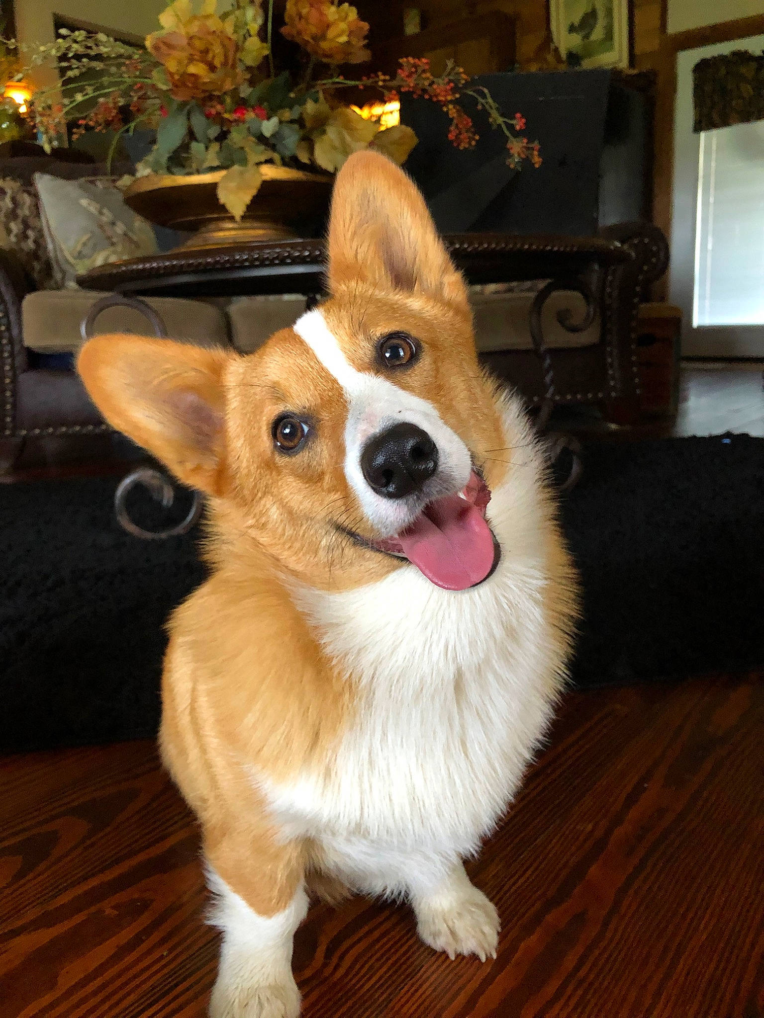 Jade joined the competition — help win amazing prizes! canidae, cardigan_welsh_corgi, carnivore, companion_dog, corgi_chihuahua, dog, dog_breed, ear, fawn, fur, mammal, pembroke_welsh_corgi, puppy, rare_breed_dog, snout, vertebrate, welsh_corgi, whiskers