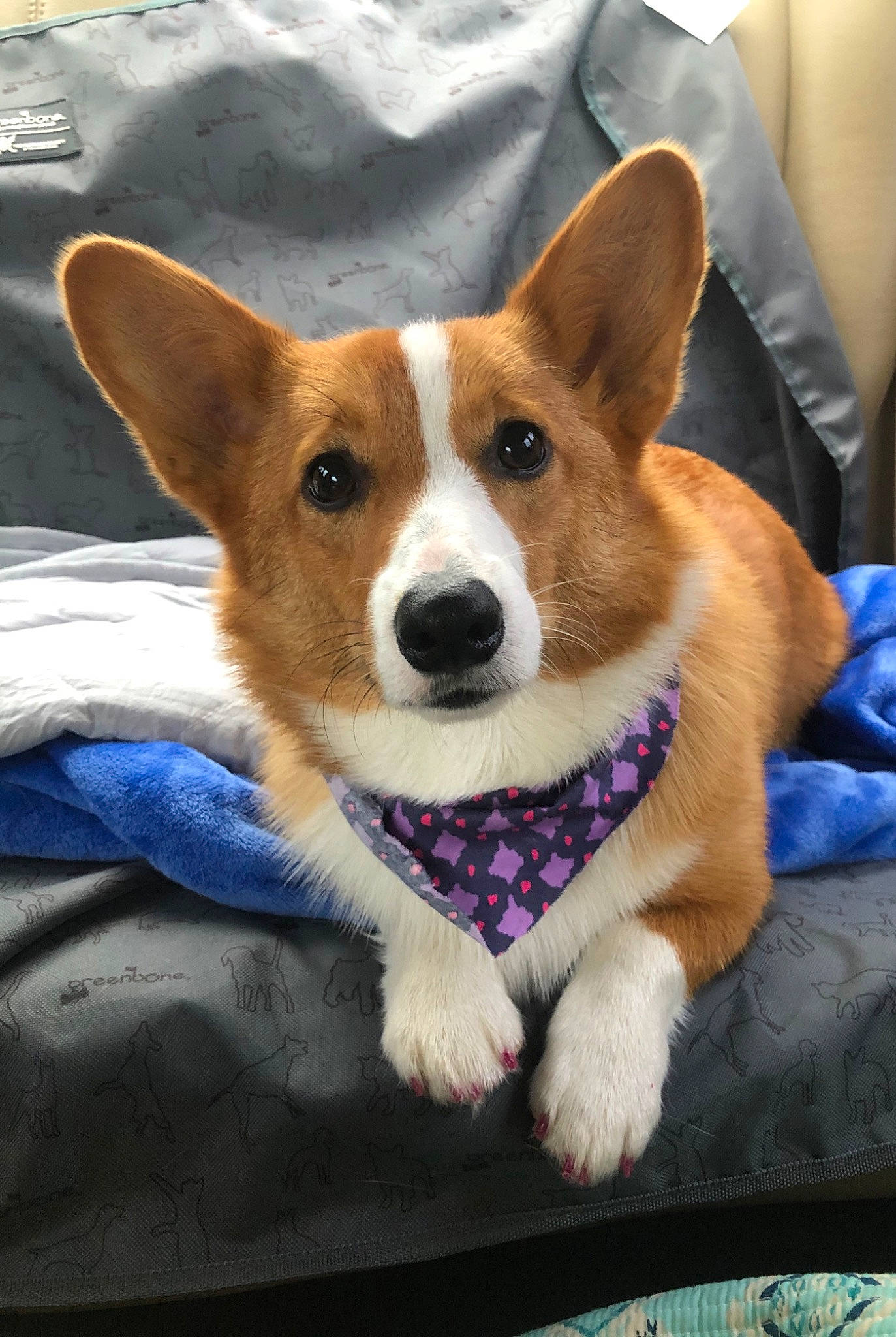 Jade joined the competition — help win amazing prizes! canidae, cardigan_welsh_corgi, carnivore, companion_dog, corgi_chihuahua, dog, dog_breed, fawn, mammal, pembroke_welsh_corgi, snout, vertebrate, welsh_corgi, whiskers