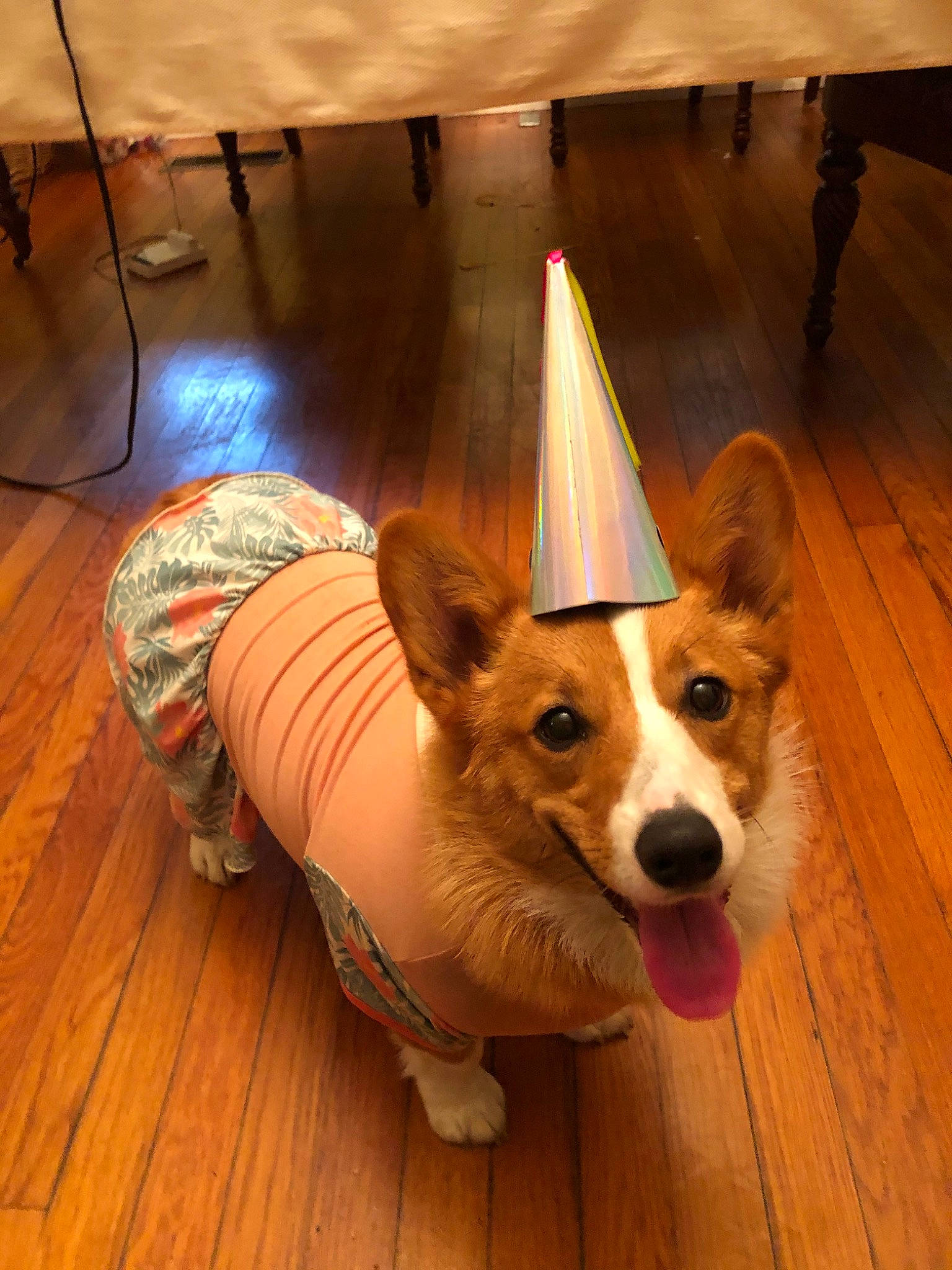 Jade is registered to the contest to win money with this photo: canidae, cardigan_welsh_corgi, carnivore, carolina_dog, companion_dog, corgi_chihuahua, dog, dog_breed, fawn, floor, flooring, herding_dog, mammal, pembroke_welsh_corgi, snout, vertebrate, welsh_corgi, whiskers