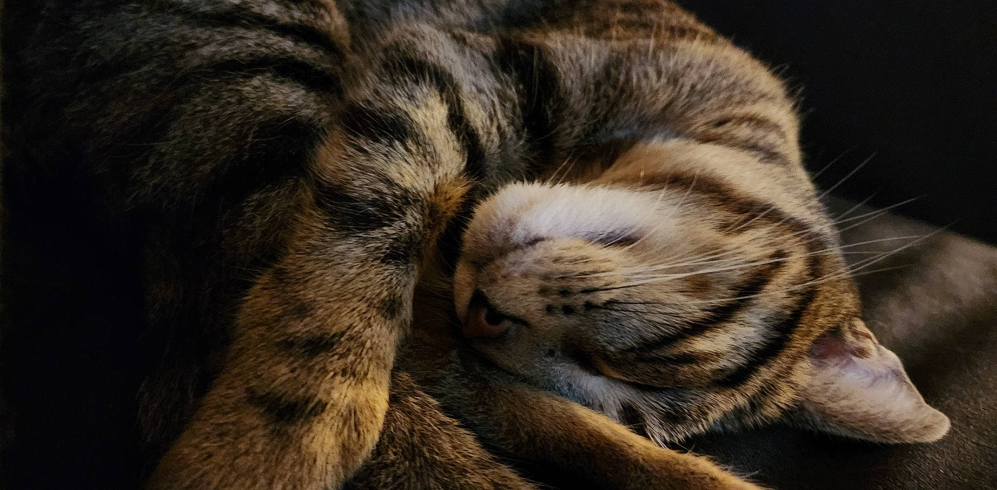 Winnie is registered to the contest to win money with this photo: big_cats, carnivore, cat, claw, close_up, domestic_short_haired_cat, electric_blue, fawn, felidae, fur, nap, paw, siberian_tiger, small_to_medium_sized_cats, snout, tail, terrestrial_animal, whiskers, wildlife, wrinkle