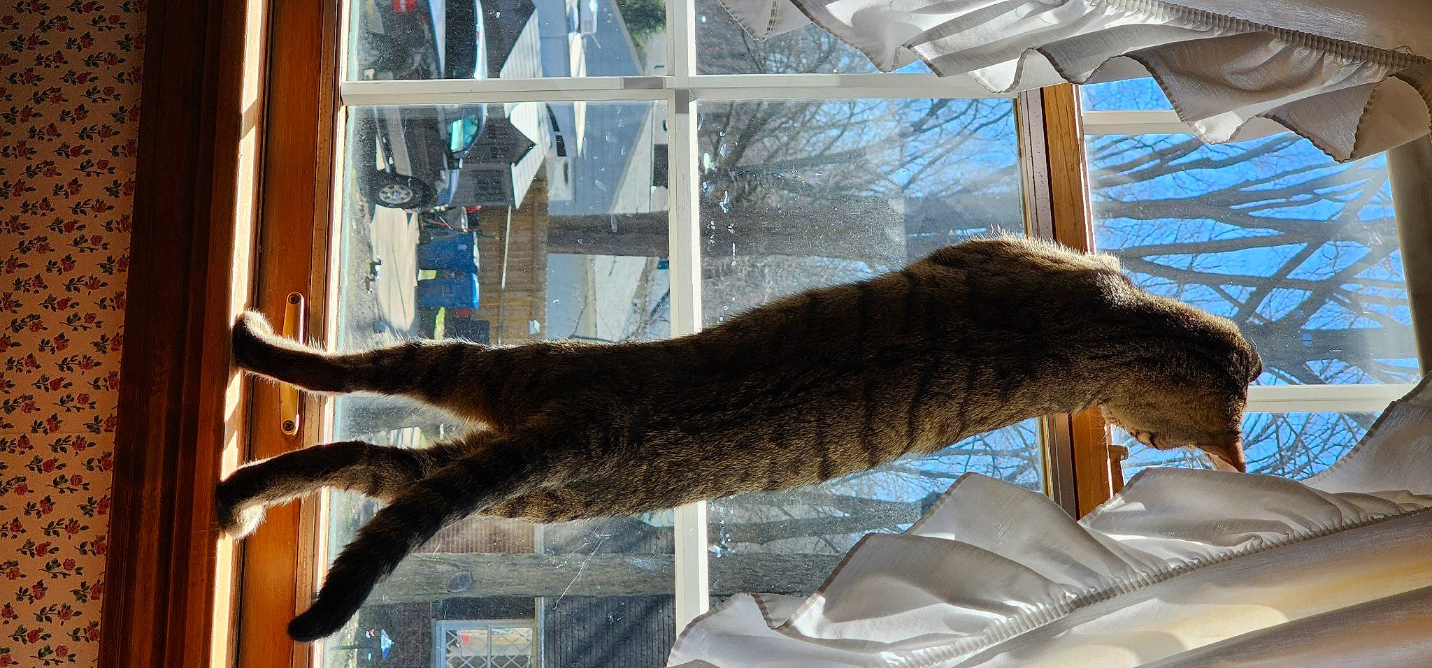 Winnie joined the competition — help win amazing prizes! cat, claw, comfort, domestic_short_haired_cat, felidae, fur, plant, small_to_medium_sized_cats, sporting_group, tail, tree, trunk, wood