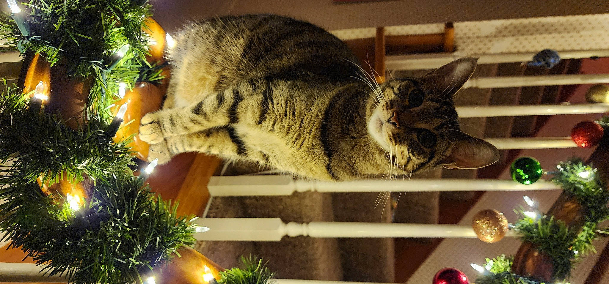 Winnie joined the competition — help win amazing prizes! canadian_fir, carnivore, cat, christmas_tree, conifer, domestic_short_haired_cat, event, evergreen, felidae, fur, grass, holiday, plant, small_to_medium_sized_cats, snout, tail, terrestrial_animal, tree, whiskers, wood