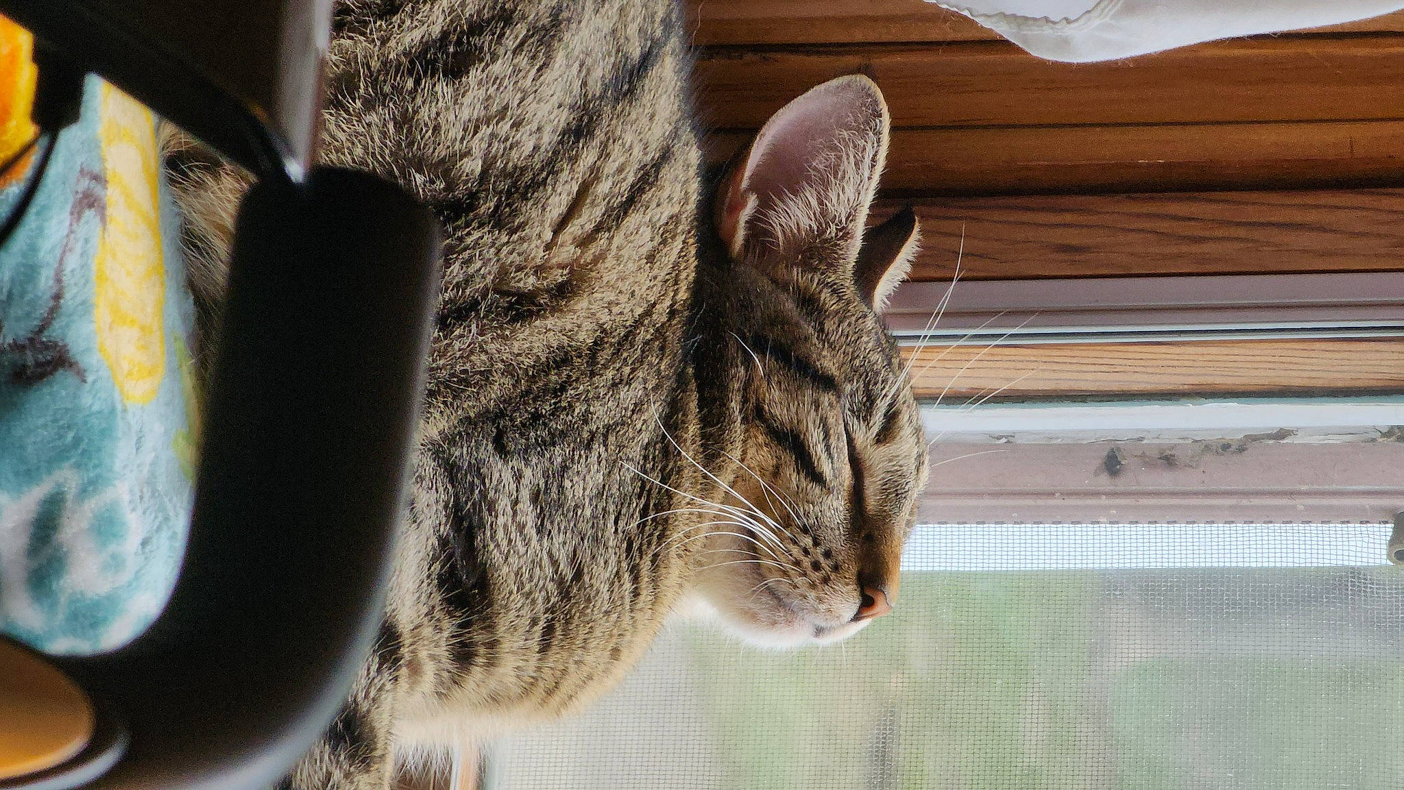 Winnie is registered to the contest to win money with this photo: carnivore, cat, domestic_short_haired_cat, felidae, fur, small_to_medium_sized_cats, snout, tail, tree, whiskers, window, wood