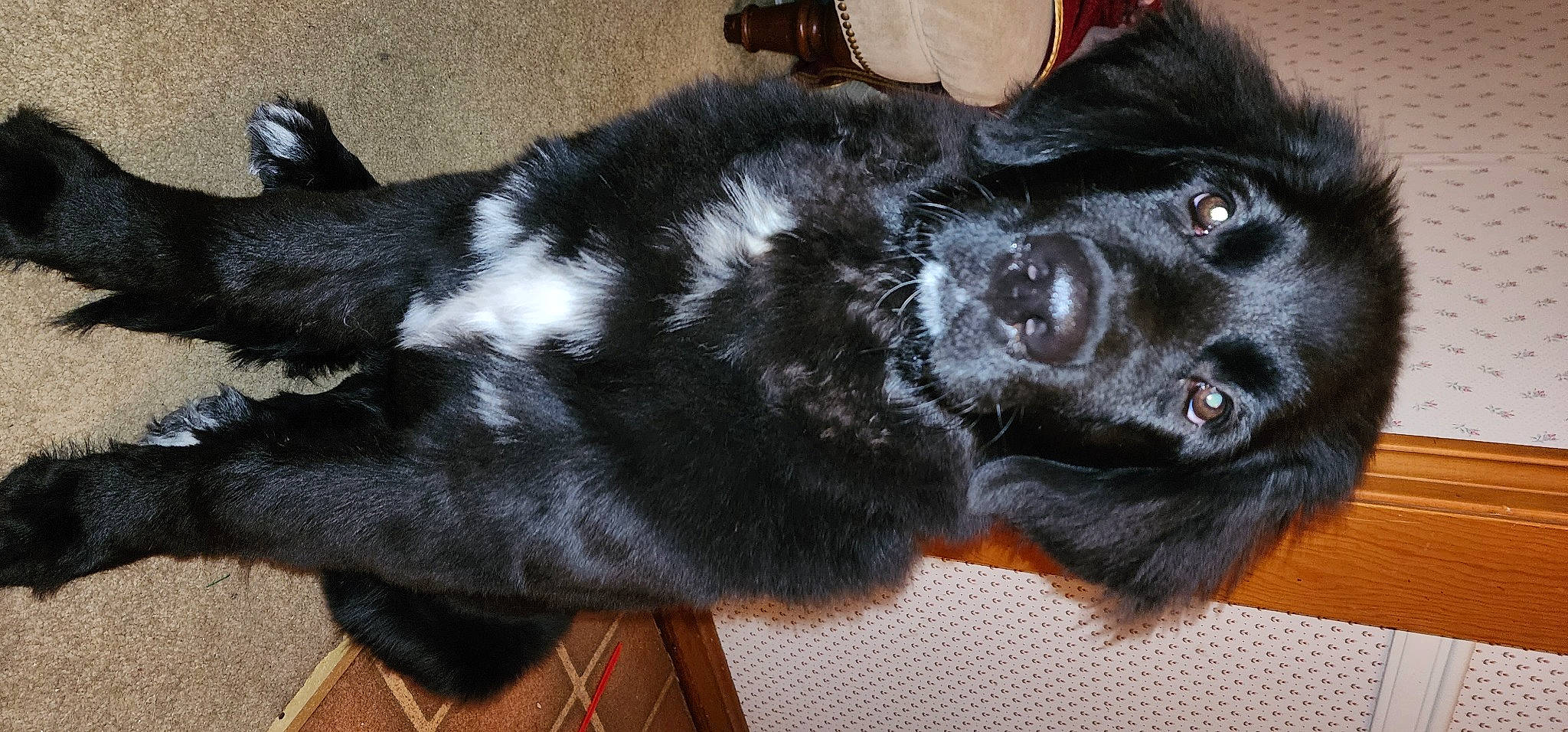 Maggie is registered to the contest to win money with this photo: borador, bored, canidae, carnivore, collar, comfort, companion_dog, dog, dog_breed, fur, gun_dog, natural_material, snout, sporting_group, tail, terrestrial_animal, working_animal