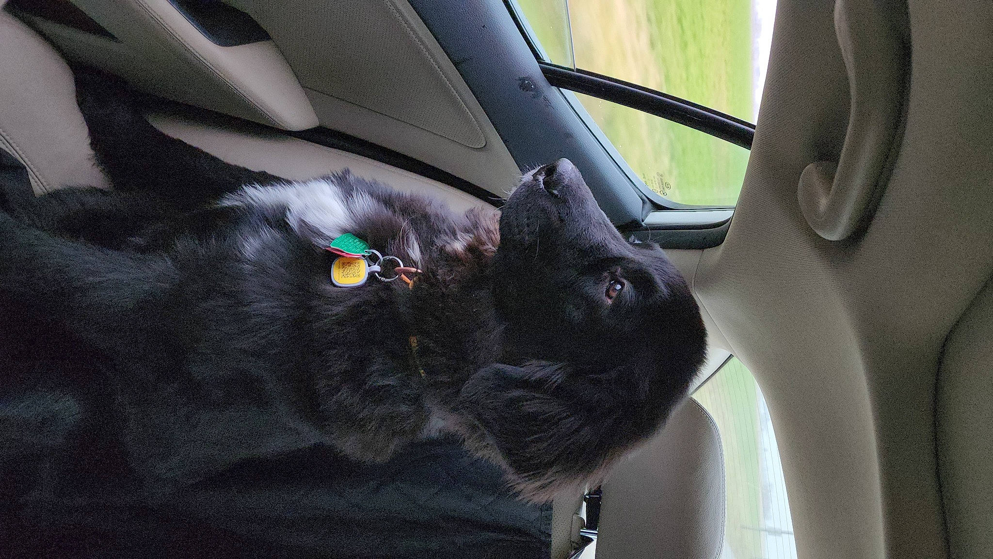 Maggie is registered to the contest to win money with this photo: auto_part, automotive_design, automotive_exterior, car, car_seat, car_seat_cover, carnivore, comfort, dog_breed, felidae, fixture, motor_vehicle, personal_luxury_car, steering_part, steering_wheel, tints_and_shades, vehicle, vehicle_door, whiskers, window