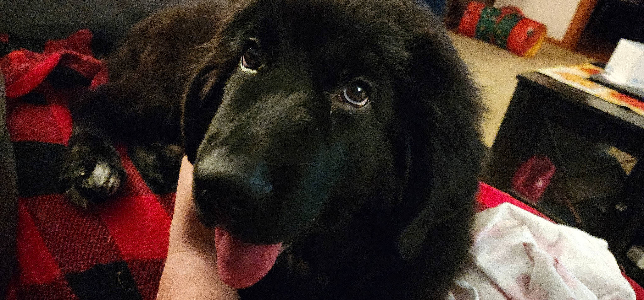 Maggie joined the competition — help win amazing prizes! borador, canidae, carnivore, companion_dog, dog, dog_breed, fur, giant_dog_breed, guard_dog, gun_dog, leonberger, snout, sporting_group, tibetan_mastiff, whiskers, working_animal, working_dog