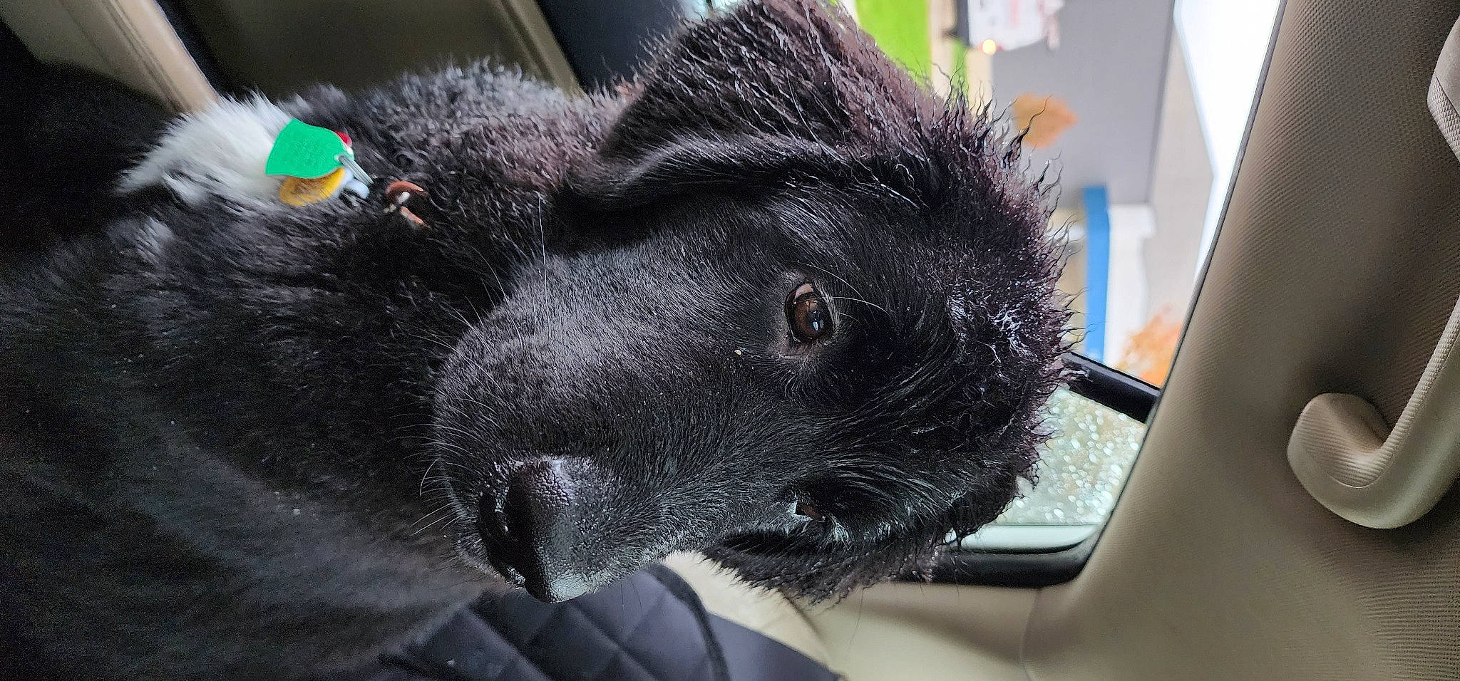 Maggie is registered to the contest to win money with this photo: bombay, carnivore, claw, companion_dog, dog_breed, domestic_short_haired_cat, fur, snout, sporting_group, terrestrial_animal, whiskers, working_animal