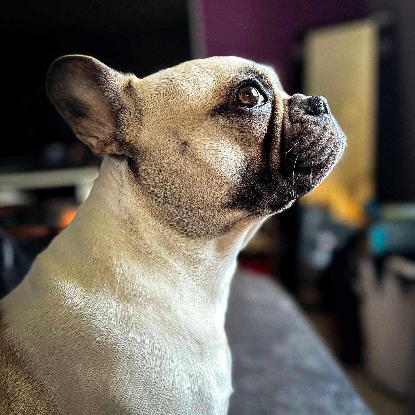Railys participe au concours pour gagner de l'argent avec cette photo : animal, bostonbull, boxer, bulldog, canine, dog, frenchbulldog, pet, pitbull, puppy, snout
