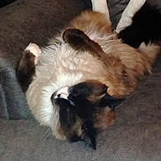 Little Mr is registered to the contest to win money with this photo: animal, black, brown, cat, comfortable, couch, cozy, cute, domestic, feline, fluffy, fur, indoor, paws, pet, relaxing, resting, sleeping, soft, white