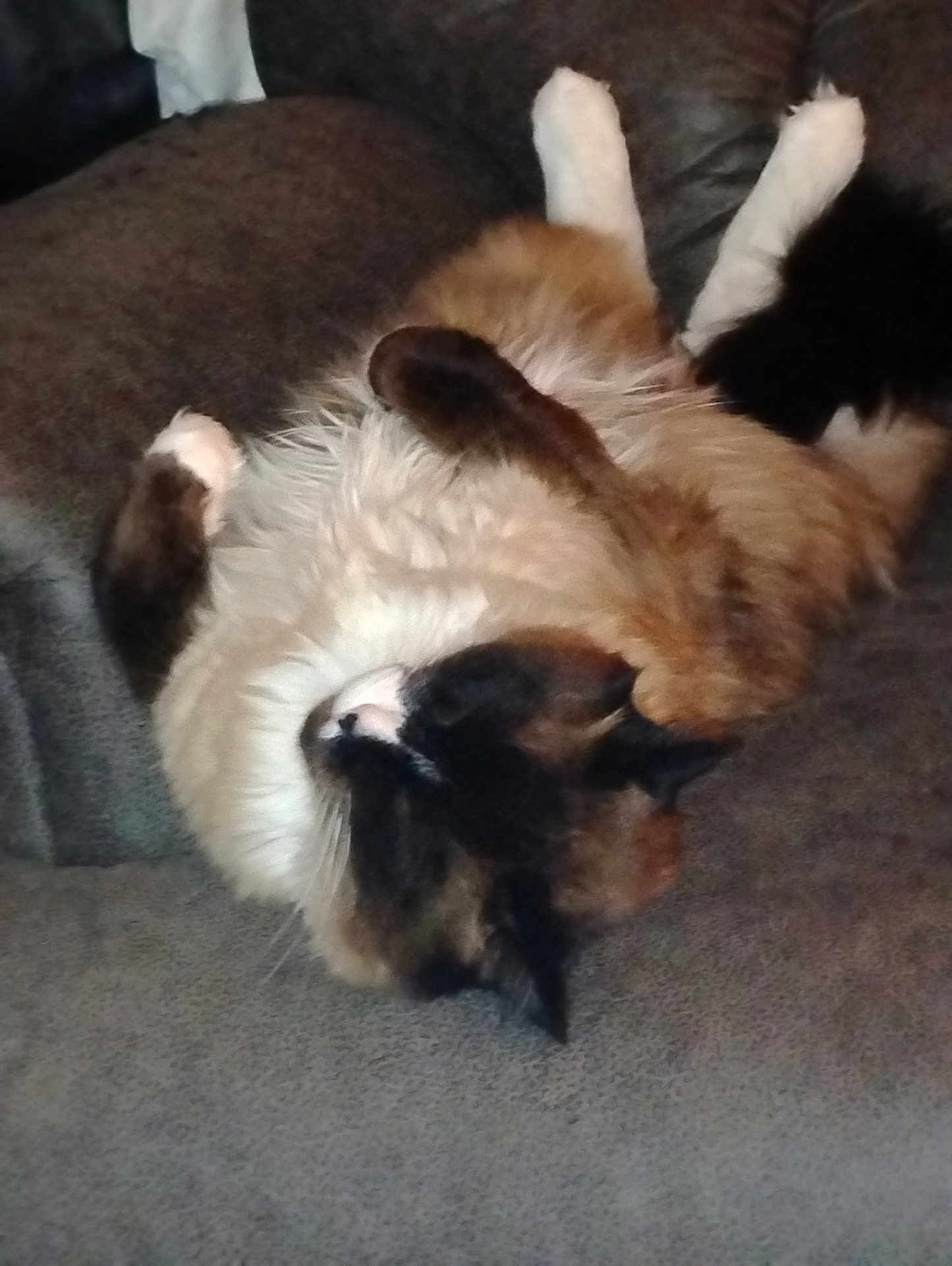 Little Mr is registered to the contest to win money with this photo: animal, black, brown, cat, comfortable, couch, cozy, cute, domestic, feline, fluffy, fur, indoor, paws, pet, relaxing, resting, sleeping, soft, white
