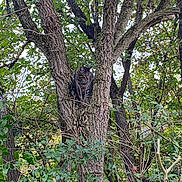 Pacha participe au concours pour gagner de l'argent avec cette photo : cat, tree, branches, leaves, nature, outdoor, animal, tabby_cat, wildlife, wood, bark, foliage, perched, greenery, forest, climbing, pet, daylight, camouflage, quiet