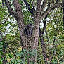 cat, tree, branches, leaves, nature, outdoor, animal, tabby_cat, wildlife, wood, bark, foliage, perched, greenery, forest, climbing, pet, daylight, camouflage, quiet