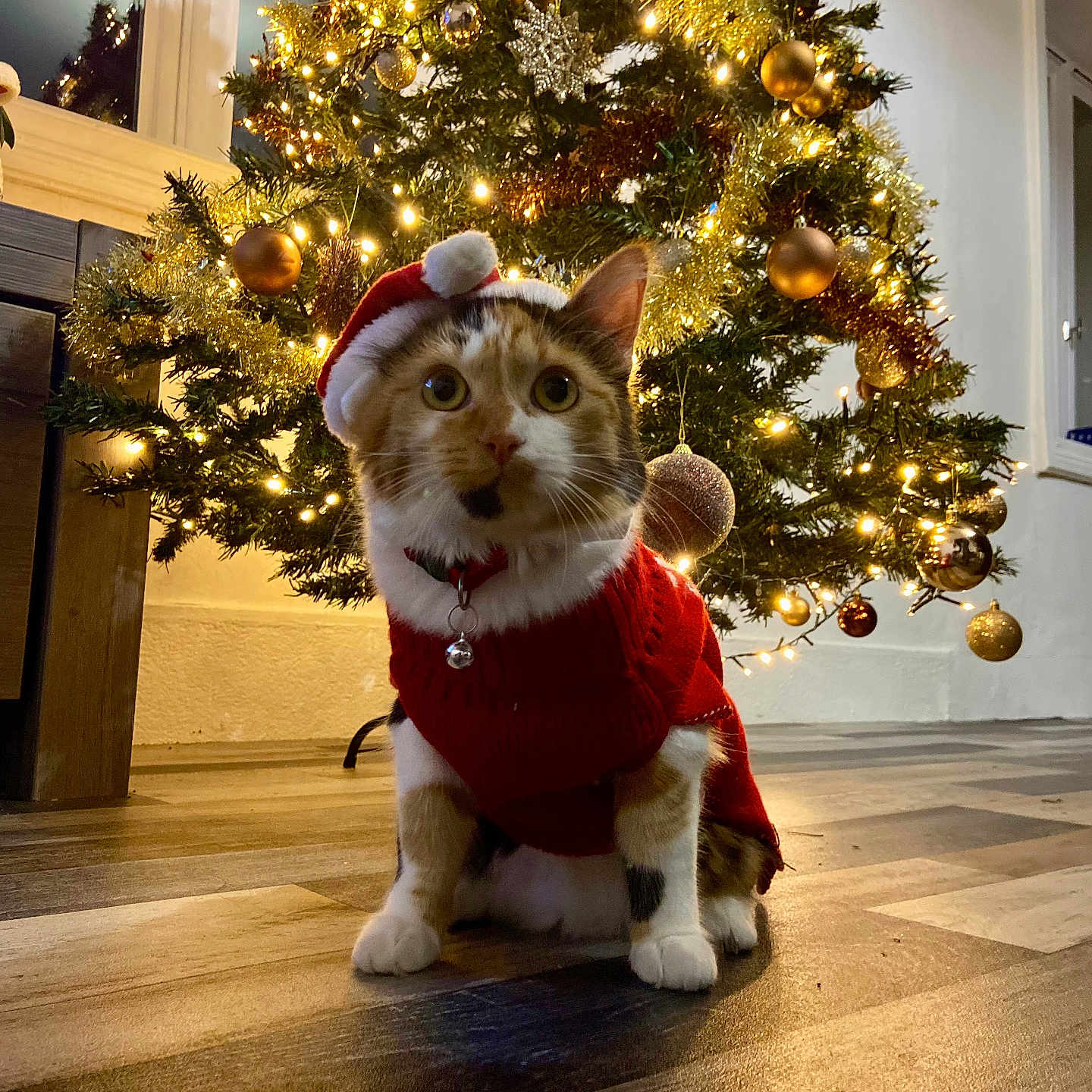Pépite participe au concours pour gagner de l'argent avec cette photo : animal, canine, cat, christmas, christmasdecorations, christmastree, dog, face, festival, hardwood, head, kitten, lighting, person, pet, photography, plant, portrait, tree, wood