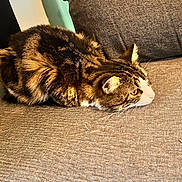 Yunna a rejoint le concours — aidez-le/la à gagner de superbes lots ! cat, tabby, loaf, couch, gray, fur, pet, animal, indoor, feline, whiskers, ears, face, resting, alert, texture, household, cozy, side_view, relaxed