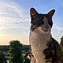 Yunna participe au concours pour gagner de l'argent avec cette photo : cat, tabby_cat, white_fur, outdoor, sunset, sky, clouds, trees, nature, animal, pet, portrait, feline, whiskers, ears, fur, peaceful, suburban, daylight, closeup