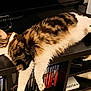 Yunna participe au concours pour gagner de l'argent avec cette photo : cat, tabby, white_fur, shelf, video_games, ps4, gaming, relaxed, indoor, pet, furniture, decor, console_games, animal, laying_down, feline, home, electronics, entertainment, leisure