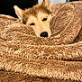 dog, puppy, husky, blanket, sleepy, cozy, fur, ears, cute, pet, indoors, resting, soft, warm, animal, face, snuggled, comfort, close-up, relaxation