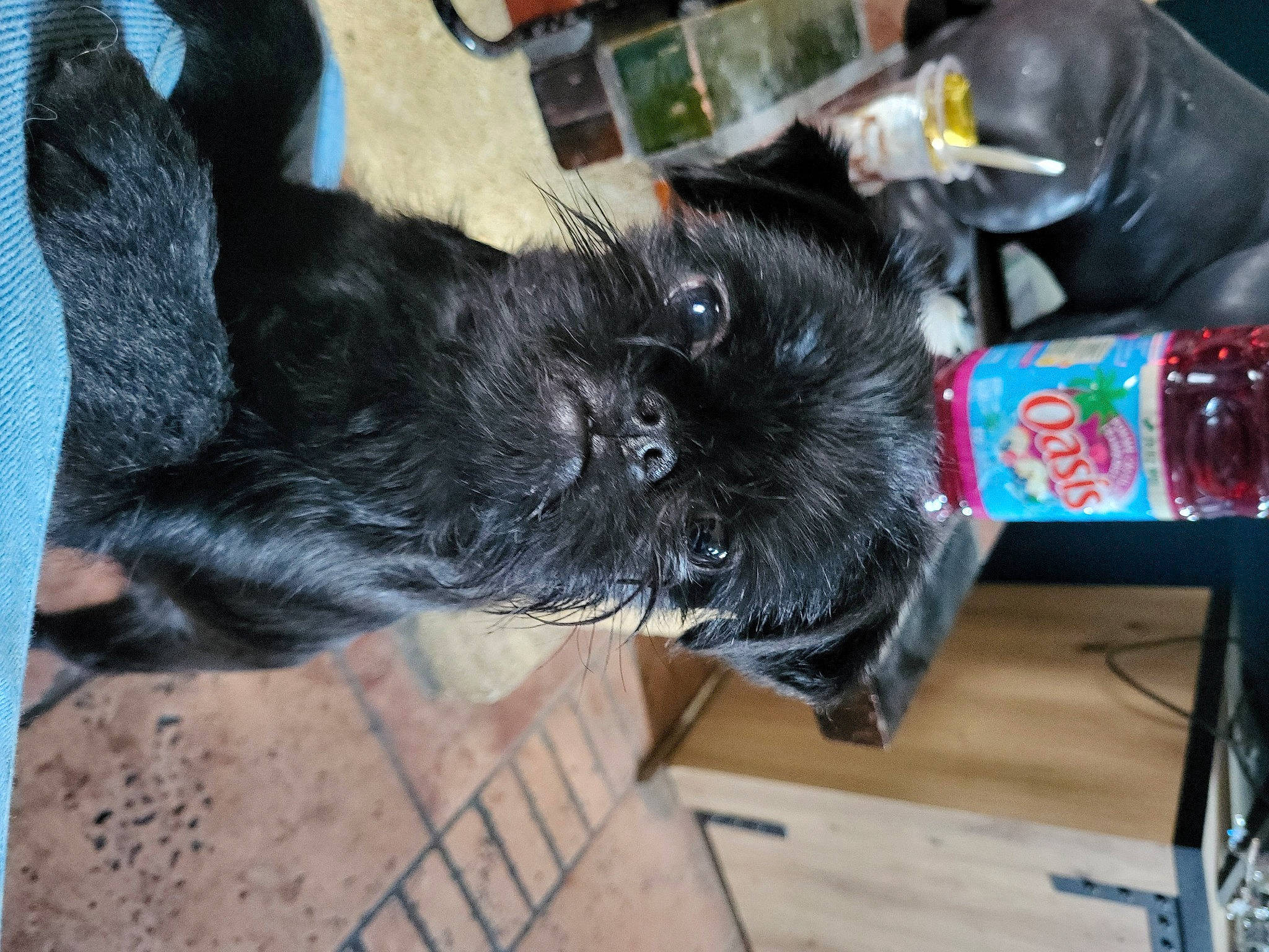 Ubert a rejoint le concours — aidez-le/la à gagner de superbes lots ! black_cat, bottle, canidae, carnivore, cat, claw, companion_dog, dog_breed, felidae, fur, plastic_bag, plastic_bottle, small_to_medium_sized_cats, snout, sporting_group, tail, toy, water_bottle, whiskers