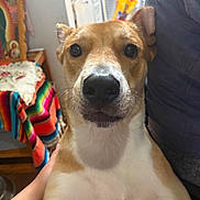 Canelo is registered to the contest to win money with this photo: dog, pet, animal, closeup, indoor, curious, brown, white, face, ears, eyes, nose, person, hand, blanket, colorful, furniture, portrait, cozy, homedecor