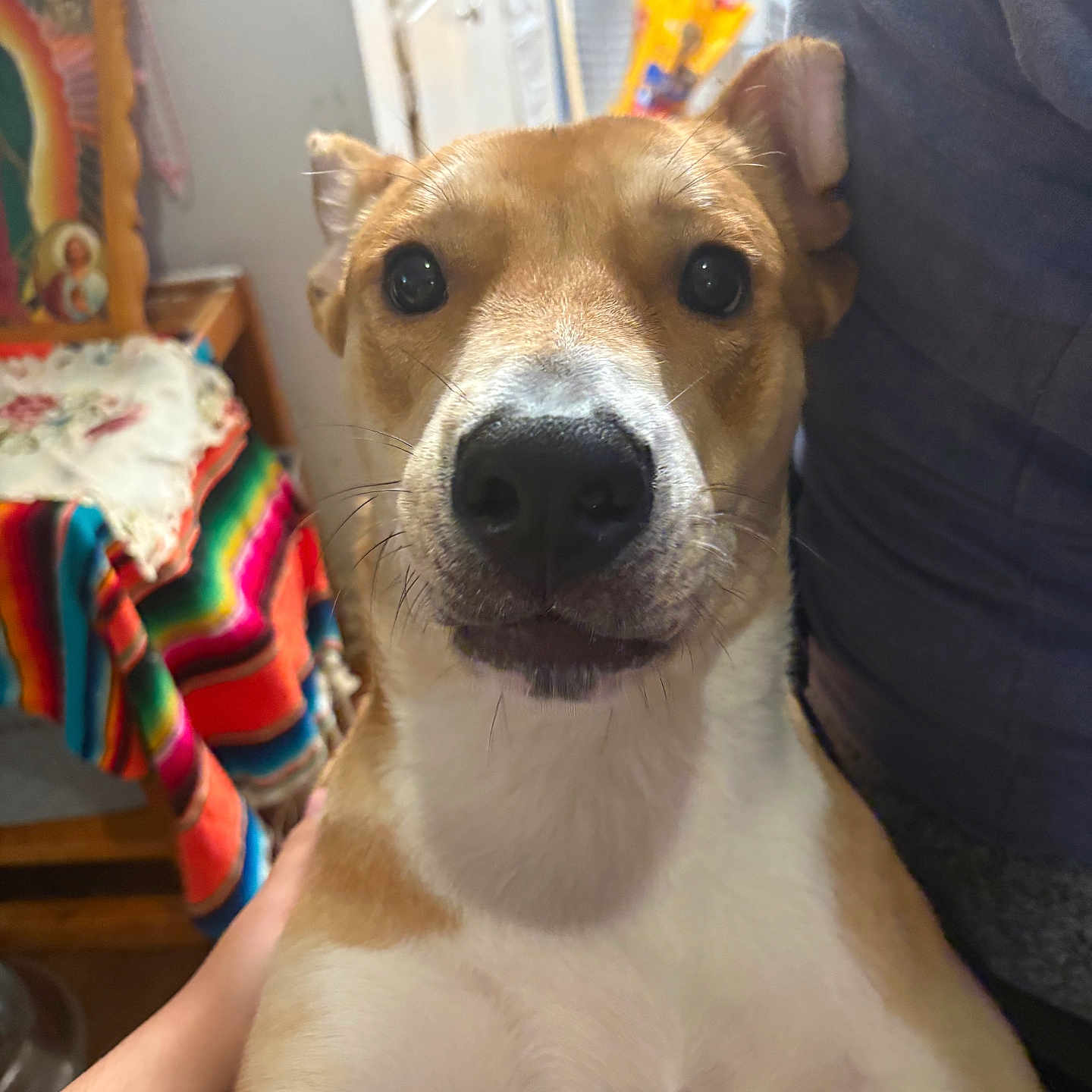Canelo