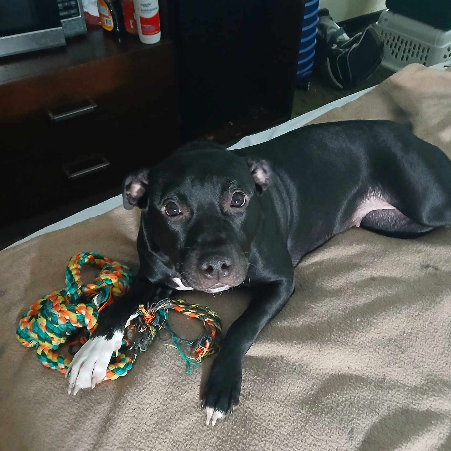 Poppy is registered to the contest to win money with this photo: animal, bed, black_dog, blanket, canine, container, dog, domestic, furniture, household_items, indoor, looking_at_camera, microwave, paw, pet, relaxed, resting, room, rope_toy, toy