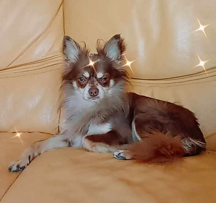 Olaf
