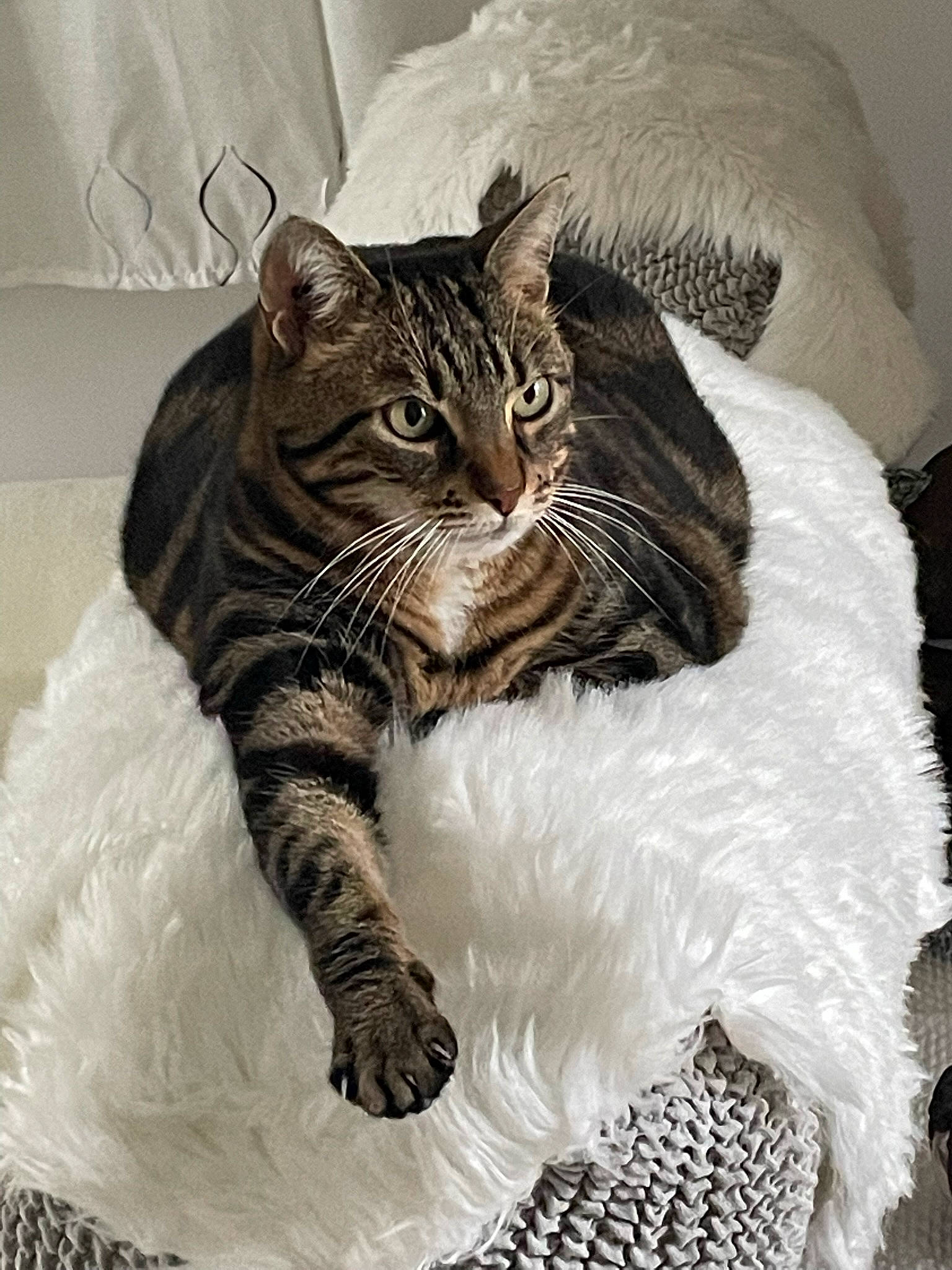 Jade a rejoint le concours — aidez-le/la à gagner de superbes lots ! bed, carnivore, cat, cat_bed, cat_supply, claw, comfort, domestic_short_haired_cat, door, eye, felidae, fur, iris, paw, small_to_medium_sized_cats, snout, tail, terrestrial_animal, whiskers