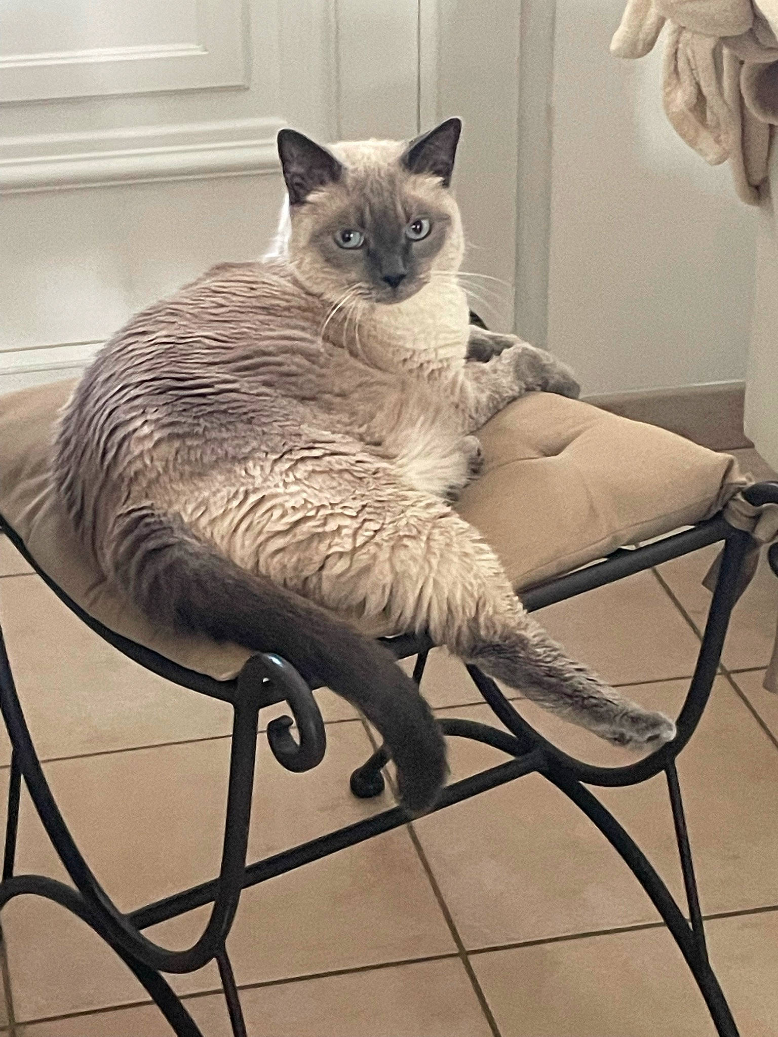 Droopy participe au concours pour gagner de l'argent avec cette photo : carnivore, cat, cat_supply, chair, comfort, domestic_short_haired_cat, fawn, felidae, flooring, fur, furniture, grey, room, siamese, sitting, small_to_medium_sized_cats, snout, tail, terrestrial_animal, whiskers