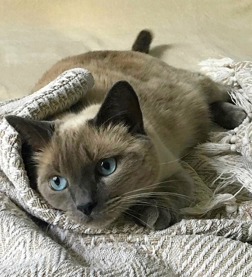 Droopy participe au concours pour gagner de l'argent avec cette photo : birman, carnivore, cat, comfort, domestic_short_haired_cat, fawn, felidae, fur, siamese, small_to_medium_sized_cats, snout, terrestrial_animal, whiskers