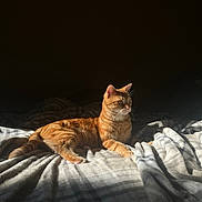 Maximus participe au concours pour gagner de l'argent avec cette photo : cat, orange_tabby, sunlight, blanket, bed, striped, fur, pet, animal, whiskers, relaxed, indoor, cozy, resting, cute, feline, mammal, domestic, quiet, soft