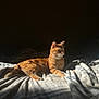 cat, orange_tabby, sunlight, blanket, bed, striped, fur, pet, animal, whiskers, relaxed, indoor, cozy, resting, cute, feline, mammal, domestic, quiet, soft