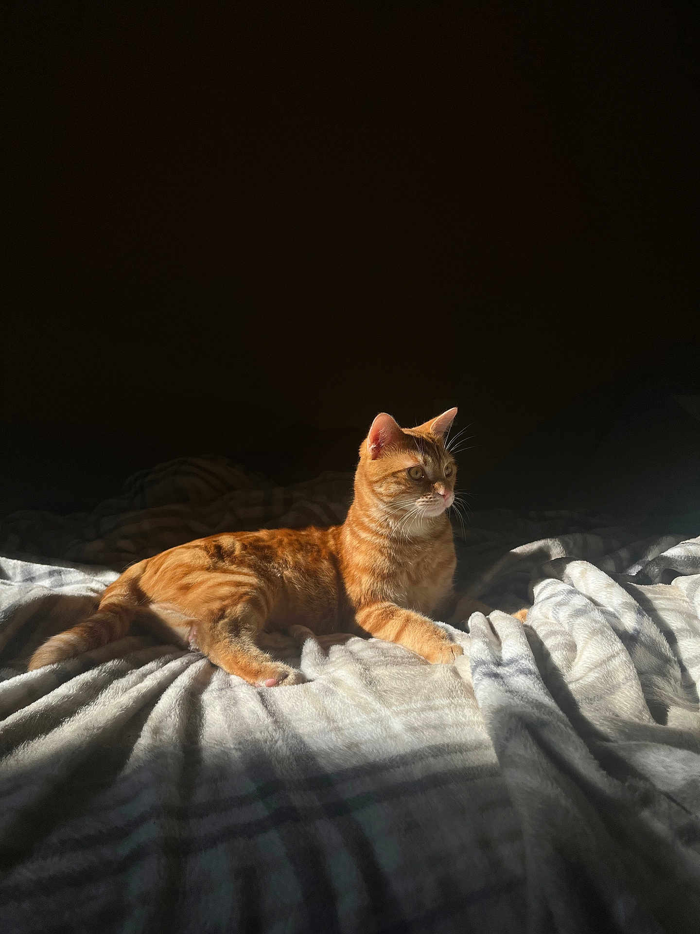 Maximus participe au concours pour gagner de l'argent avec cette photo : cat, orange_tabby, sunlight, blanket, bed, striped, fur, pet, animal, whiskers, relaxed, indoor, cozy, resting, cute, feline, mammal, domestic, quiet, soft