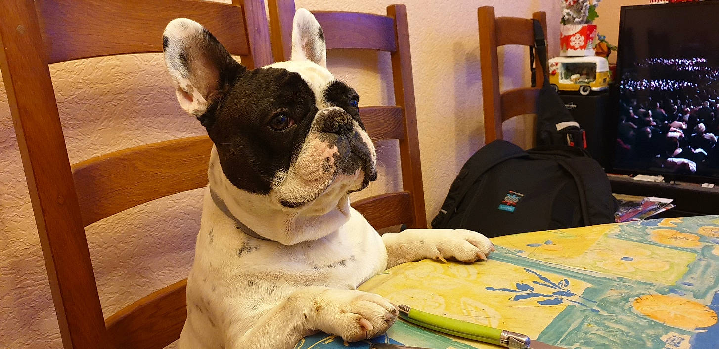 Lonzo a rejoint le concours — aidez-le/la à gagner de superbes lots ! bag, bulldog, carnivore, comfort, companion_dog, dog, dog_breed, fawn, flooring, fur, luggage_and_bags, molosser, snout, sporting_group, terrestrial_animal, toy_dog, whiskers, wood, working_animal, wrinkle