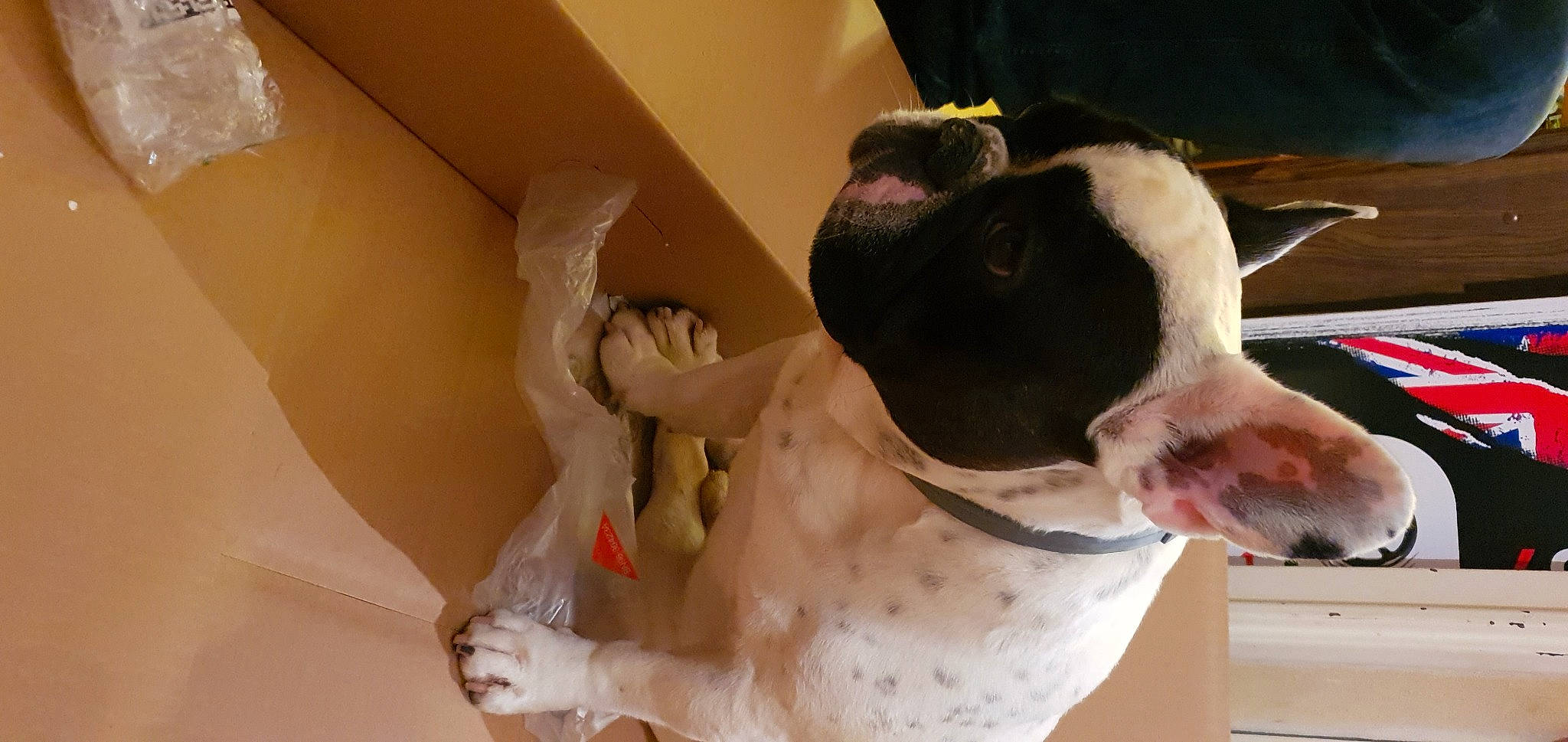 Lonzo a rejoint le concours — aidez-le/la à gagner de superbes lots ! canidae, carnivore, collar, comfort, companion_dog, dog, dog_breed, dog_collar, dog_supply, ear, fawn, liver, molosser, non_sporting_group, pet_supply, snout, sporting_group, terrestrial_animal, whiskers, working_animal