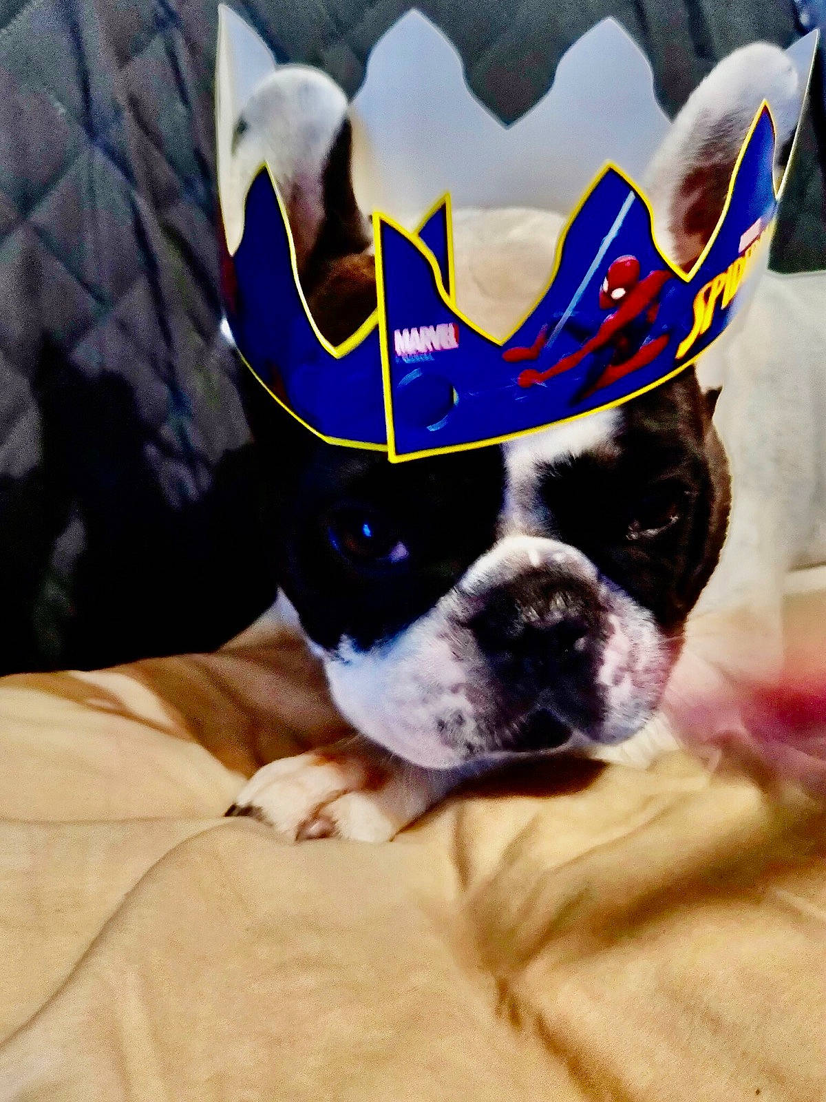 Lonzo participe au concours pour gagner de l'argent avec cette photo : boston_terrier, bulldog, canidae, carnivore, comfort, companion_dog, dog, dog_breed, fawn, non_sporting_group, snout, sporting_group, working_animal