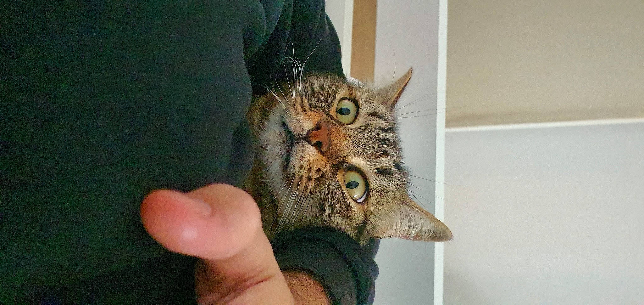 Misou participe au concours pour gagner de l'argent avec cette photo : art, carnivore, cat, domestic_short_haired_cat, door, ear, felidae, fur, gesture, hand, nail, paw, small_to_medium_sized_cats, snout, thumb, whiskers