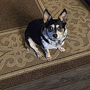 Cookie is registered to the contest to win money with this photo: dog, pet, indoor, carpet, brown, beige, floor, animal, cute, sitting, small_dog, ears, collar, looking_up, fur, domestic_animal, companion, home, waiting, curious