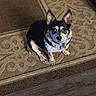 dog, pet, indoor, carpet, brown, beige, floor, animal, cute, sitting, small_dog, ears, collar, looking_up, fur, domestic_animal, companion, home, waiting, curious