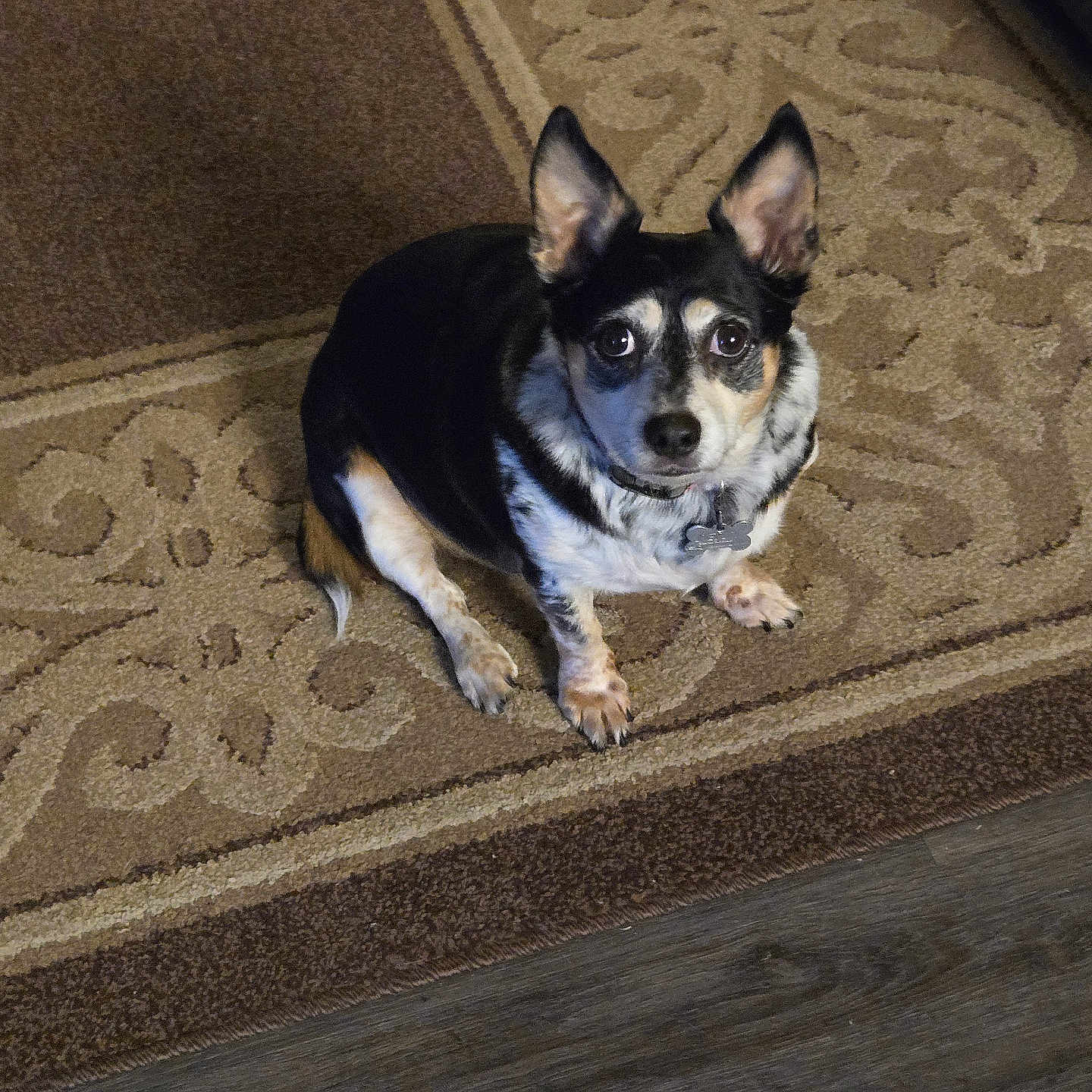 Cookie