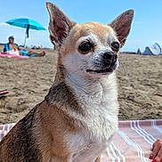 Myrtille a rejoint le concours — aidez-le/la à gagner de superbes lots ! animal, beach, chihuahua, close_up, daytime, dog, hand, nails, outdoor, person, pet, relaxation, sand, sitting, sky, small_dog, sunny, towel, umbrella, vacation