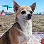 animal, beach, chihuahua, close_up, daytime, dog, hand, nails, outdoor, person, pet, relaxation, sand, sitting, sky, small_dog, sunny, towel, umbrella, vacation