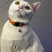 Ozzy joined the competition — help win amazing prizes! cat, white_cat, orange_collar, pet, feline, indoor, curious, close_up, whiskers, bell, domestic_animal, portrait, looking_up, fur, animal, cute, alert, ears, face, nose