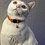 cat, white_cat, orange_collar, pet, feline, indoor, curious, close_up, whiskers, bell, domestic_animal, portrait, looking_up, fur, animal, cute, alert, ears, face, nose