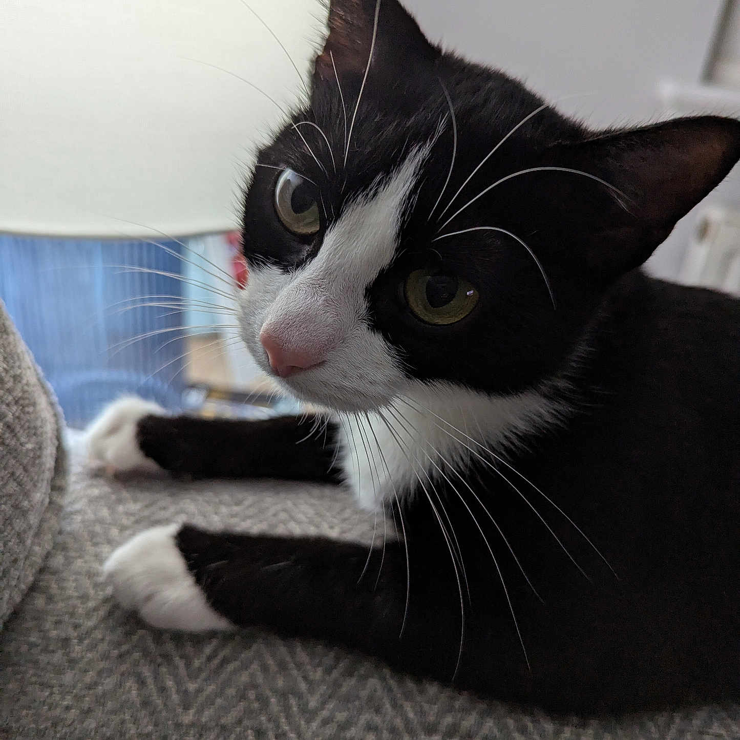 Mittens is registered to the contest to win money with this photo: abyssinian, animal, architecture, armchair, blackcat, building, cat, chair, couch, cushion, furniture, homedecor, indoors, kitten, livingroom, manx, pet, room