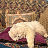 Mr. Leo is registered to the contest to win money with this photo: cat, closeup, comfort, cozy, cushion, cute, domestic_cat, fluffy, fur, furniture, indoor, nap, patterned_fabric, pet, pillow, relaxed, resting, sleeping, sofa, white_cat