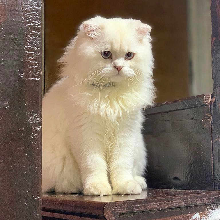 Mr. Leo