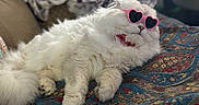 Mr. Leo joined the competition — help win amazing prizes! animal, blanket, cat, close_up, cozy, cute, domestic_animal, fluffy, fur, furniture, heart_shaped, indoor, lying_down, patterned_blanket, pet, pink_sunglasses, relaxed, resting, sunglasses, white_cat