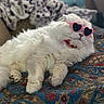 animal, blanket, cat, close_up, cozy, cute, domestic_animal, fluffy, fur, furniture, heart_shaped, indoor, lying_down, patterned_blanket, pet, pink_sunglasses, relaxed, resting, sunglasses, white_cat
